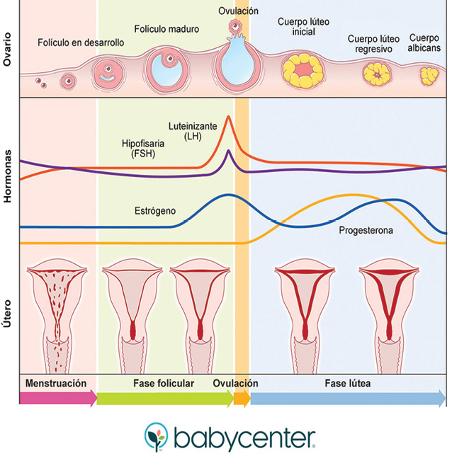 Cómo funciona tu ciclo menstrual | BabyCenter
